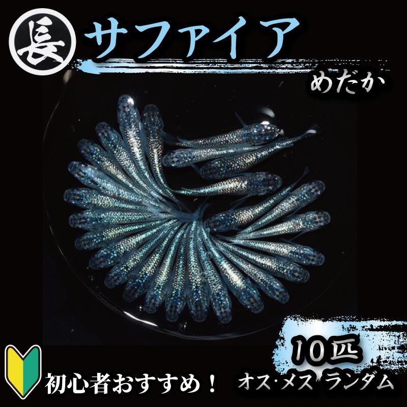メダカ サファイア オス メス ランダム 10匹 アクアリウム 水槽 インテリア 生物 生体 趣味 室内 メダカ 元気なメダカ  生魚 魚 めだか 生き物 いきもの 人気魚種 イチオシ おすすめ 送料