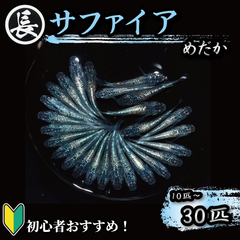 メダカ サファイア オス メス ランダム 10～30匹 アクアリウム 水槽 インテリア 生物 生体 趣味 室内 メダカ 元気なメダカ  生魚 魚 めだか 生き物 いきもの 人気魚種 イチオシ おすすめ 送料