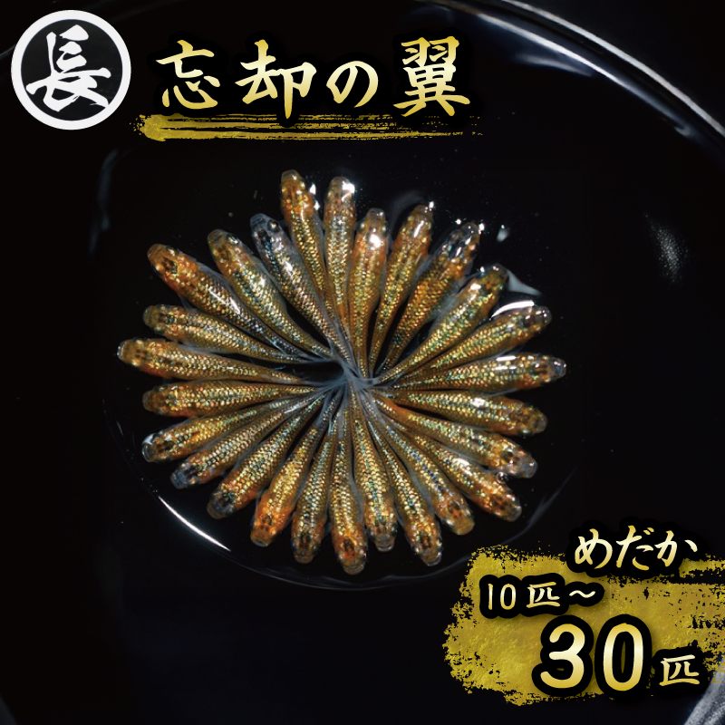 忘却の翼　オス・メス　ランダム10~30匹 めだか 飼育 槽 インテリア 生物 生体 趣味 室内 鑑賞用 繁殖 綺麗  丈夫 育てやすい 美 おすすめ 水槽 インテリア 生物 生体 元気なメダ