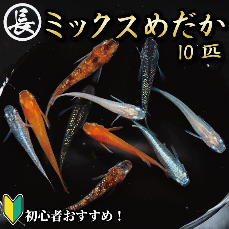 ミックスめだか 10匹 めだか 飼育 初心者 おすすめ 水槽 インテリア 生物 鑑賞 美 静岡県 牧之原市 丸長