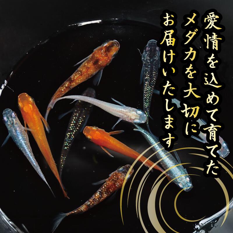 ミックスめだか 10匹 めだか 飼育 初心者 おすすめ 水槽 インテリア 生物 鑑賞 美 静岡県 牧之原市 丸長