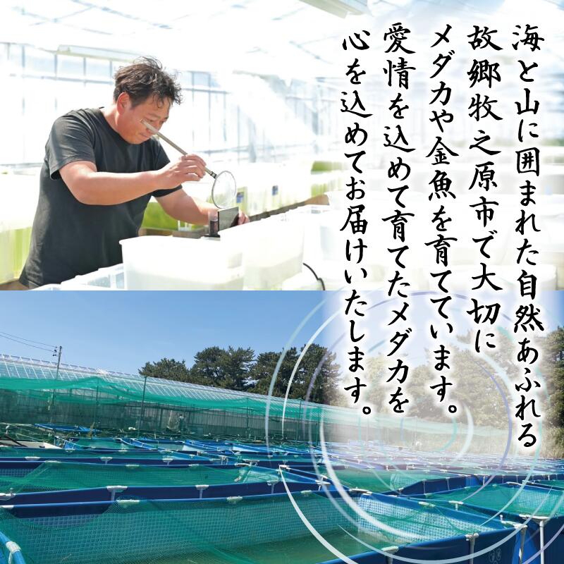 めだか レクリス 1ペア めだか 飼育 おすすめ 水槽 インテリア 生物 鑑賞 美 静岡県 牧之原市 丸長