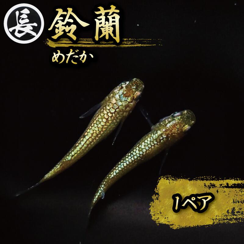 鈴蘭 スズラン 1ペア めだか 飼育 おすすめ 水槽 インテリア 生物 鑑賞 美 静岡県 牧之原市 丸長