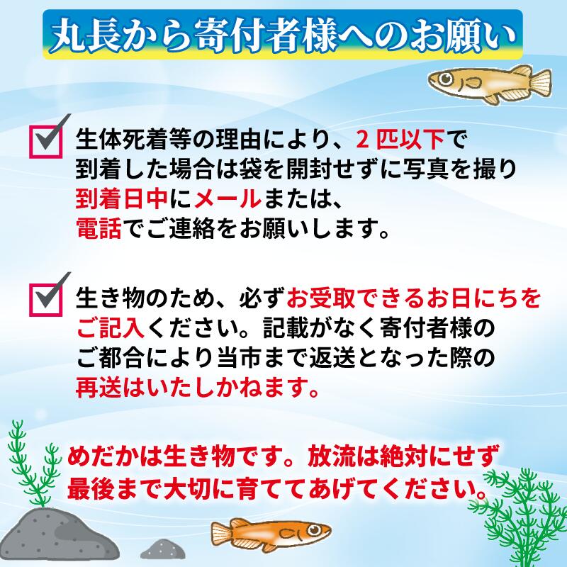 鈴蘭 スズラン 1ペア めだか 飼育 おすすめ 水槽 インテリア 生物 鑑賞 美 静岡県 牧之原市 丸長