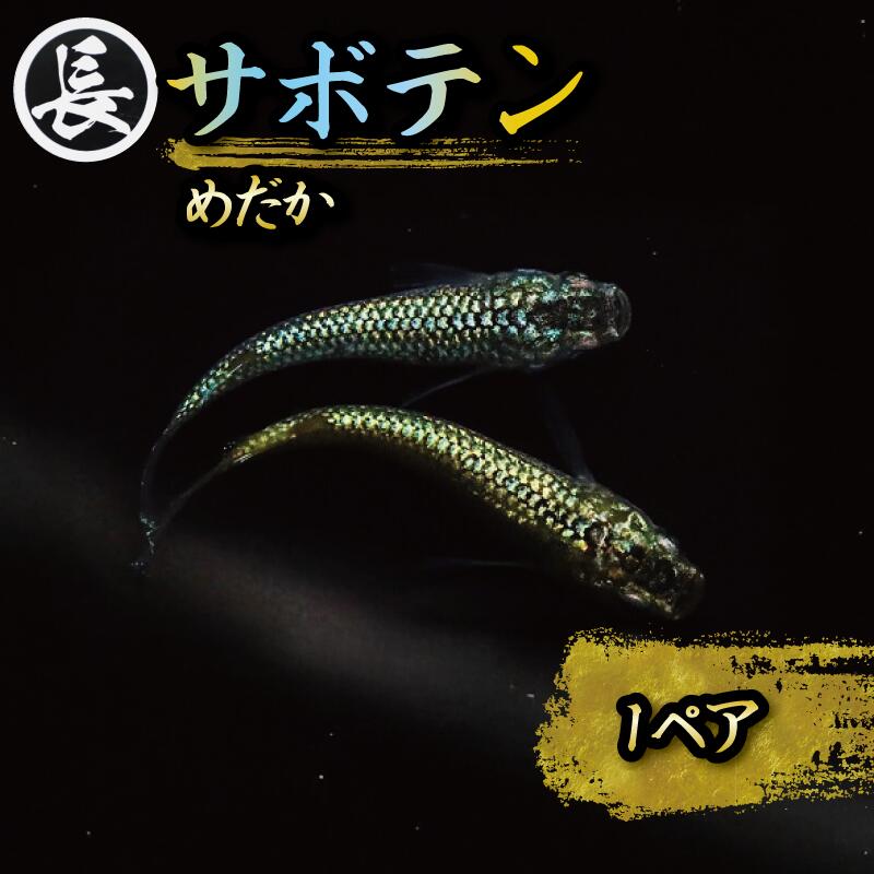 サボテン 1ペア めだか 飼育 初心者 おすすめ 水槽 インテリア 生物 鑑賞 美 静岡県 牧之原市 丸長