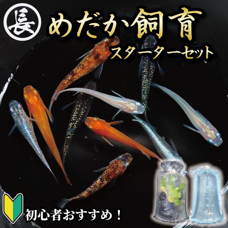 めだか 飼育 スターター セット 初心者 おすすめ アクアリウム 水槽 インテリア 生物 生体 趣味 室内 メダカ 元気なメダカ  生魚 魚 めだか 生き物 いきもの 人気魚種 イチオシ おすすめ 送
