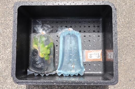 めだか 飼育 スターター セット 初心者 おすすめ アクアリウム 水槽 インテリア 生物 生体 趣味 室内 メダカ 元気なメダカ  生魚 魚 めだか 生き物 いきもの 人気魚種 イチオシ おすすめ 送