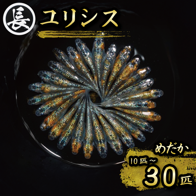 ユリシス オス メス ランダム 10～30匹 めだか メダカ 飼育 インテリア 生物 生き物 生体 趣味 室内 元気なメダカ 黄色 オレンジ 青 ラメ 美しい 綺麗  生魚 魚 いきもの 鑑賞 丸長