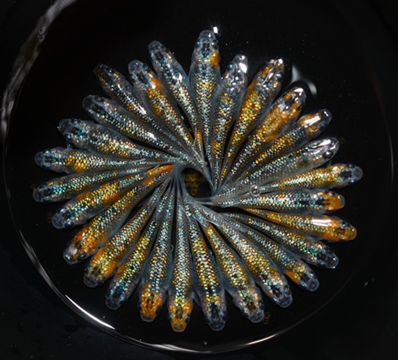 ユリシス オス メス ランダム 10匹 めだか メダカ 飼育 インテリア 生物 生き物 生体 趣味 室内 元気なメダカ 黄色 オレンジ 青 ラメ 美しい 綺麗  生魚 魚 いきもの 鑑賞