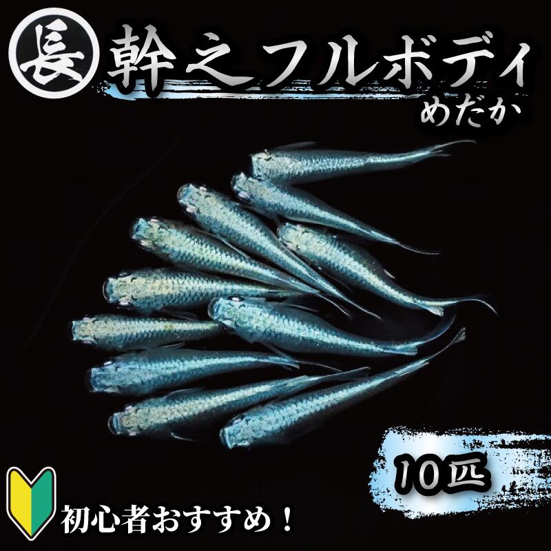 【めだか】 めだか 幹之フルボディ 10匹 飼育 初心者 おすすめ 水槽 インテリア 生物 生体 趣味 室内 メダカ 元気なメダカ  生魚 魚 めだか 生き物 いきもの 人気品種 みゆきメダカ みゆき