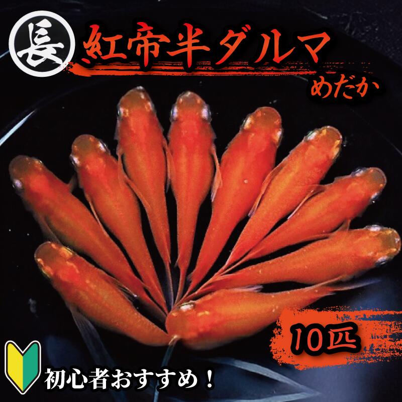 めだか 紅帝半ダルマ 10匹 おすすめ 水槽 インテリア 生物 生体 趣味 室内 メダカ 元気なメダカ  生魚 魚 めだか 生き物 いきもの だるま ダルマ 紅帝 半だるま 半ダルマ 人気
