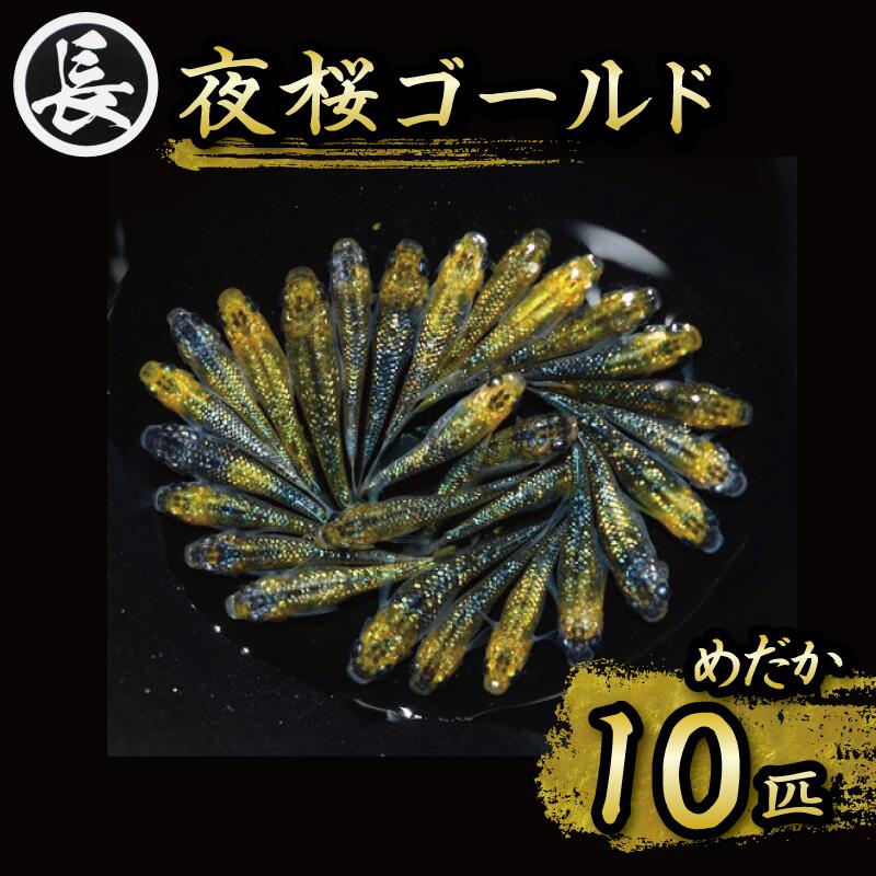 夜桜ゴールド オス メス ランダム 10匹 アクアリウム 水槽 インテリア 生物 生体 趣味 室内 メダカ 元気なメダカ  生魚 魚 めだか 生き物 いきもの 人気魚種 イチオシ おすすめ 送料無料