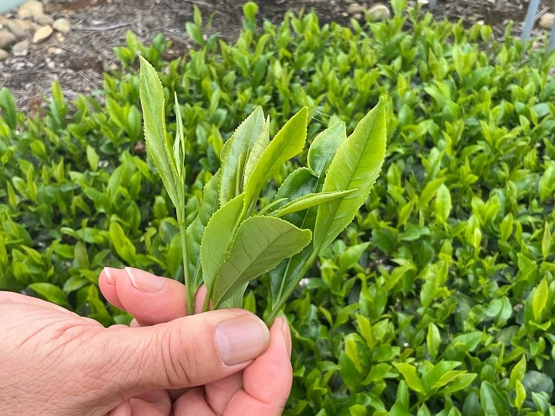 【先行予約 新茶 5本 】 2027年度産 新茶 100ｇ×5本 お茶 静岡  新茶 濃旨 緑茶  深蒸し茶 深蒸し 茶 水出し緑茶 水出し 静岡茶 日本茶 飲料 飲み物 ドリンク 深むし茶 煎茶 セ