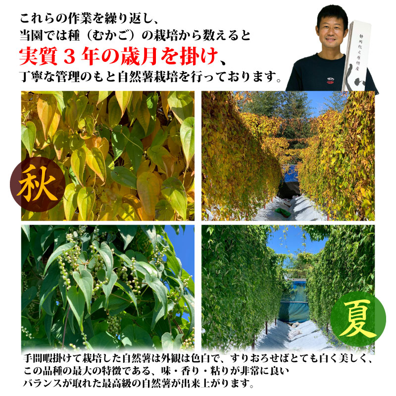 【R8年12月上旬からの発送】 丁子屋が選んだ 自然薯 台地のご馳走 500 g ～3kg 新鮮  長寿 とろろ とろろご飯 ごはん ご飯 山芋 やまいも 国産 産地直送 農家直送 自宅用 家庭用