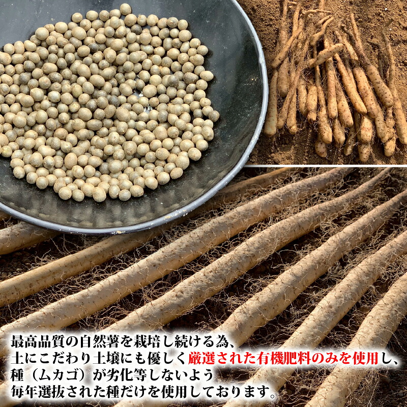 【R8年12月上旬からの発送】 丁子屋が選んだ 自然薯 台地のご馳走 500 g ～3kg 新鮮  長寿 とろろ とろろご飯 ごはん ご飯 山芋 やまいも 国産 産地直送 農家直送 自宅用 家庭用