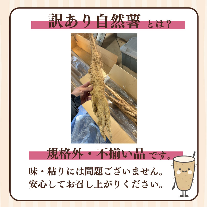 【自然薯 小分け】 約 900g 小分け ひげ根 処理済み 洗ってすぐに食べられる！ じねんじょ 山芋 ヤマイモ 山いも とろろ とろろ汁 国産 滋養強壮 とろろご飯 牧之原市 たくみファーム