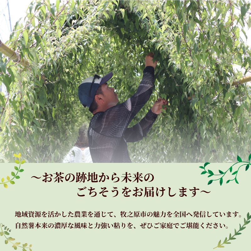 【自然薯 訳あり】 約 1.2kg 訳アリ じねんじょ ひげ根 処理済み 洗ってすぐに食べられる！ 山芋 ヤマイモ 山いも とろろ とろろ汁 国産 滋養強壮 とろろご飯 たくみファーム 牧之原市