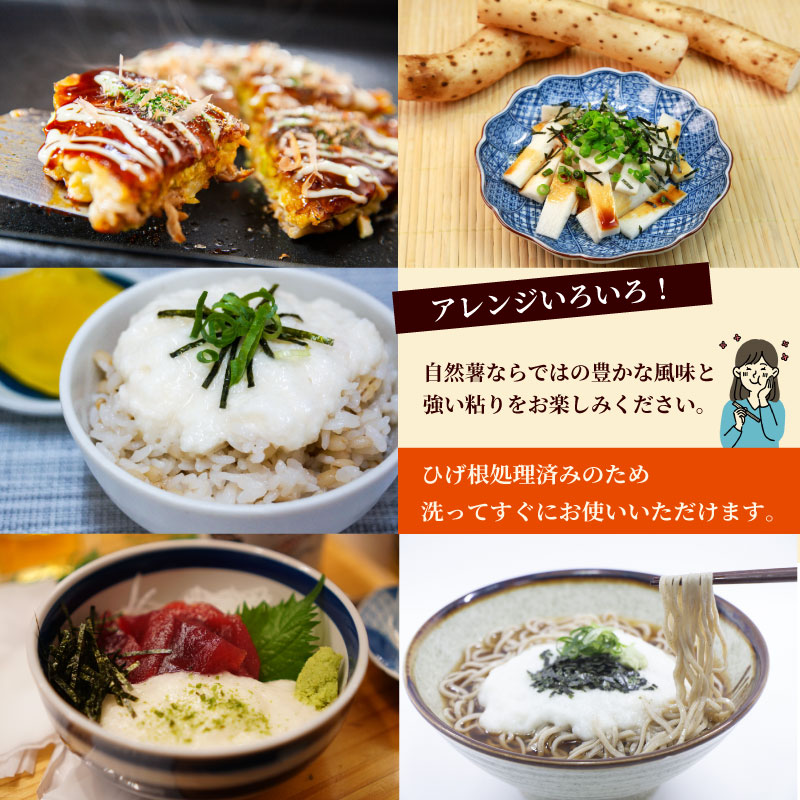 【自然薯 訳あり】 約 1.8kg 訳アリ じねんじょ ひげ根 処理済み 洗ってすぐに食べられる！ 山芋 ヤマイモ 山いも とろろ とろろ汁 国産 滋養強壮 とろろご飯 たくみファーム 牧之原市