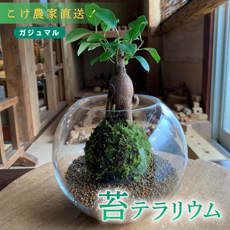 【こけ専門 農家直送】 ガジュマル 付き 苔玉 苔玉 コケ こけ苔 こけだま 苔だま コケダマ コケ玉 苔リウム 苔テラリウム インテリア がじゅまる ガジュマル インテリアグリーン 観葉植物 家庭用