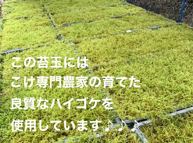 【こけ専門 農家直送】 ガジュマル 付き 苔玉 苔玉 コケ こけ苔 こけだま 苔だま コケダマ コケ玉 苔リウム 苔テラリウム インテリア がじゅまる ガジュマル インテリアグリーン 観葉植物 家庭用