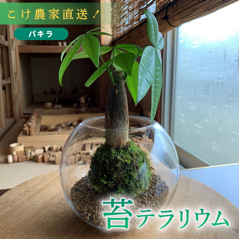 苔 パキラ 苔玉 コケ こけ 農家直送 インテリア 観葉 植物 専門農家 直送 パキラ苔玉  コケ こけ苔 こけだま 苔だま コケダマ コケ玉 苔リウム はいごけ ハイゴケ 種 たね インテリア