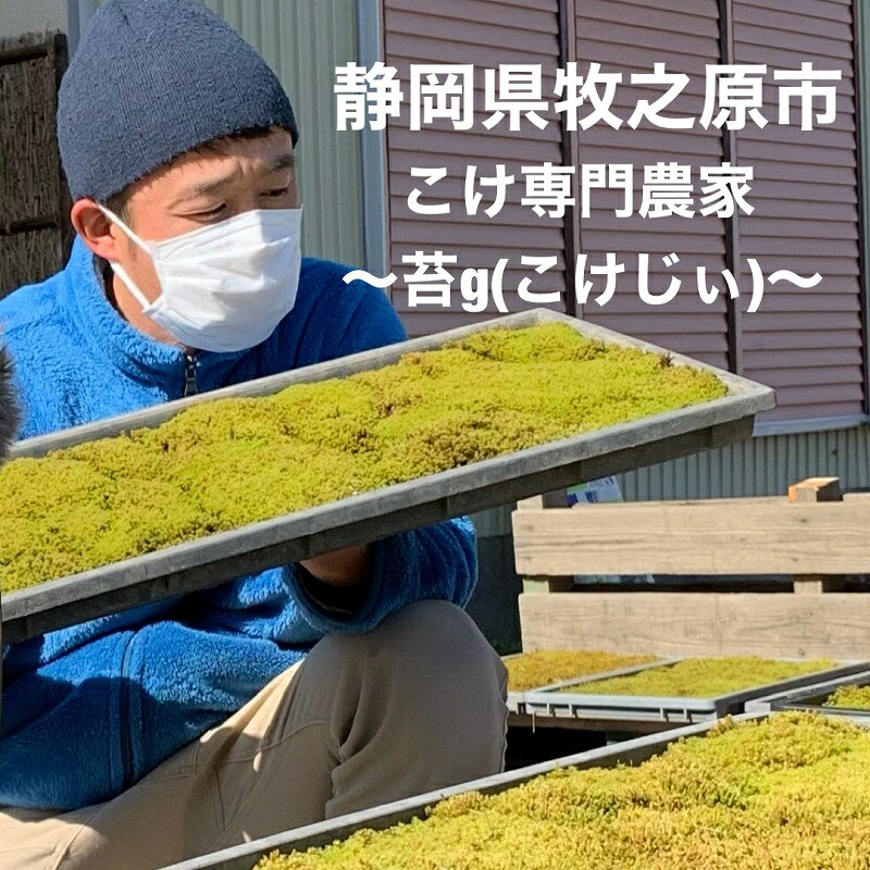苔 パキラ 苔玉 コケ こけ 農家直送 インテリア 観葉 植物 専門農家 直送 パキラ苔玉  コケ こけ苔 こけだま 苔だま コケダマ コケ玉 苔リウム はいごけ ハイゴケ 種 たね インテリア