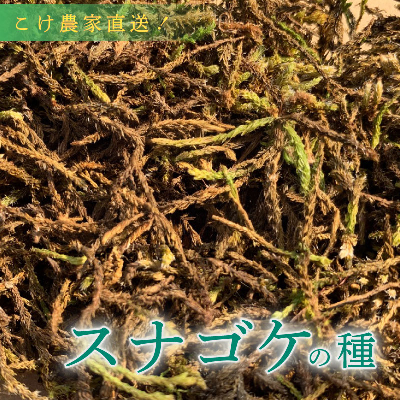 【こけ専門 農家直送】 スナゴケ の 種 10L すなごけ 砂苔 苔玉 コケ こけ苔 こけだま 苔だま コケダマ コケ玉 苔リウム 苔テラリウム はいごけ ハイゴケ 種 たね 苔の種 インテリア