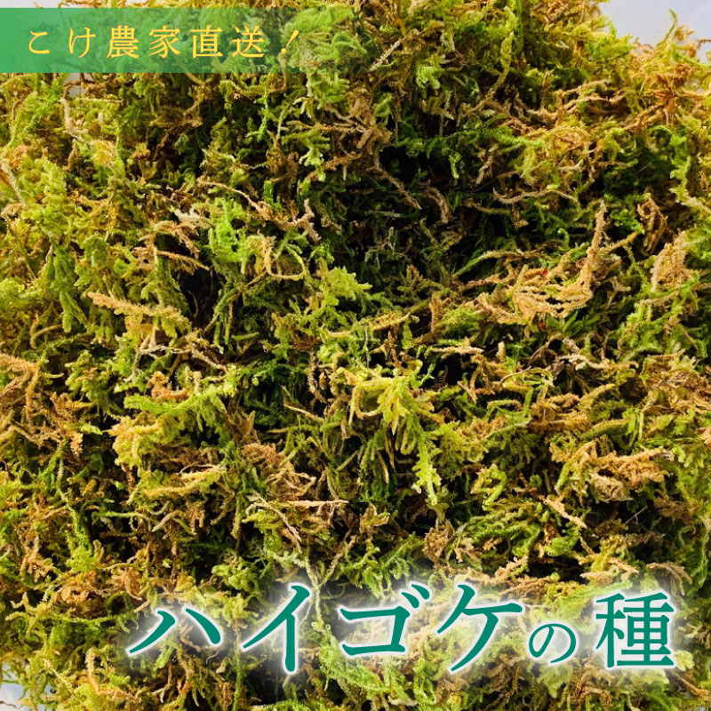 【こけ専門 農家直送】 ハイゴケの種 10L 苔玉用 ハイ ゴケ の種 苔玉 コケ こけ苔 こけだま 苔だま コケダマ コケ玉 苔リウム 苔テラリウム はいごけ ハイゴケ 種 たね 苔の種 インテリア
