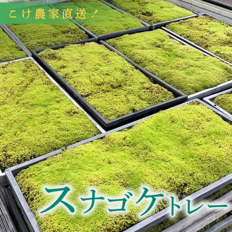 こけ専門農家直送!! スナゴケ（育苗トレー入り）2枚 エゾスナゴケ えぞすなごけ すなごけ こけ庭 苔庭 コケ庭 庭園 苔玉 コケ玉 インテリア インテリアグリーン 観葉植物 雑貨 装飾品 インテリア