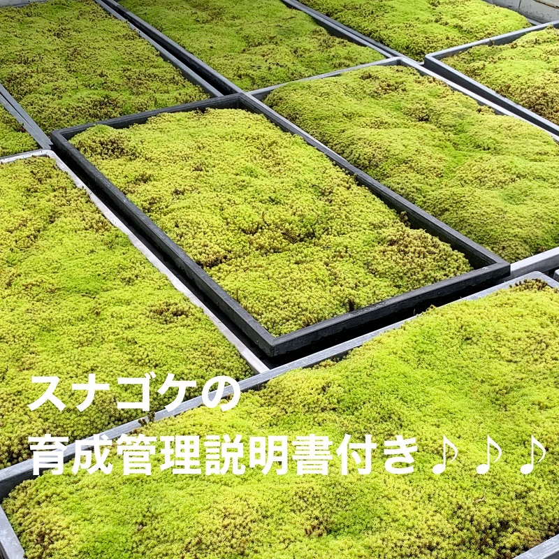 こけ専門 農家直送 スナゴケ（育苗トレー入り）6枚 エゾスナゴケ えぞすなごけ すなごけ こけ庭 苔庭 コケ庭 庭園 苔玉 コケ玉 インテリア インテリアグリーン 観葉植物 雑貨 インテリア