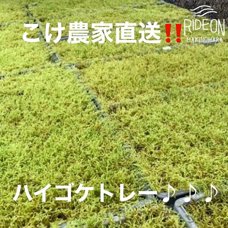 こけ専門農家直送!! ハイゴケ（育苗トレー入り）2枚 ハイゴケ はいごけ こけ庭 苔庭 コケ庭 庭園 苔玉 コケ玉 インテリア インテリアグリーン 観葉植物 雑貨 装飾品 家庭用 簡単 お手軽 自由研