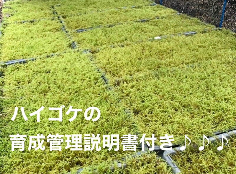 こけ専門農家直送 ハイゴケ（育苗トレー入り）6枚 はいごけ ハイゴケ はい ごけ ハイ ゴケ こけ庭 苔庭 コケ庭 庭園 苔玉 コケ玉 インテリア インテリアグリーン 観葉植物 雑貨 装飾品 家庭用
