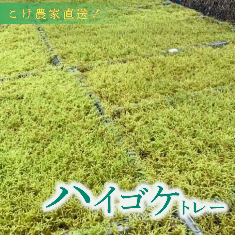 こけ専門農家直送 ハイゴケ（育苗トレー入り）6枚 はいごけ ハイゴケ はい ごけ ハイ ゴケ こけ庭 苔庭 コケ庭 庭園 苔玉 コケ玉 インテリア インテリアグリーン 観葉植物 雑貨 装飾品 家庭用