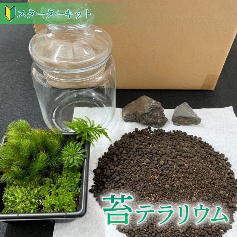 苔 テラリウム スターターキット  作り方 キット 初心者向け ギフト 手造り 趣味 子ども 癒やし こけ庭 苔庭 コケ庭 庭園 苔玉 コケ玉 インテリア インテリアグリーン 観葉植物 牧之原市