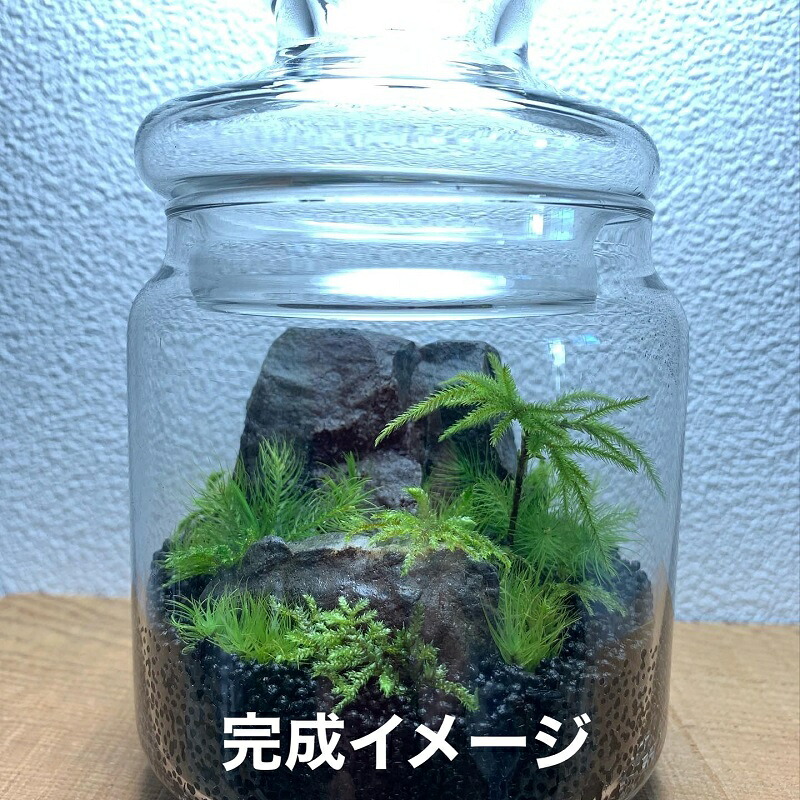 苔 テラリウム スターターキット  作り方 キット 初心者向け ギフト 手造り 趣味 子ども 癒やし こけ庭 苔庭 コケ庭 庭園 苔玉 コケ玉 インテリア インテリアグリーン 観葉植物 牧之原市