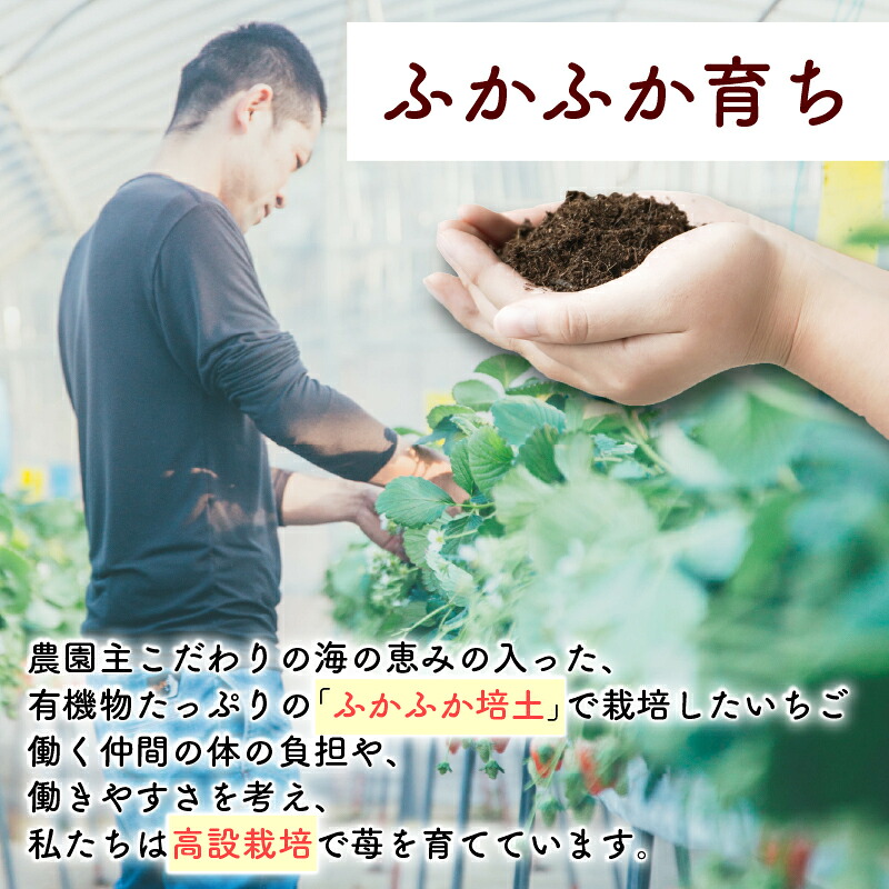 【いちご】おかげさまです杉山農園のフリーズドライイチゴ　40g 朝摘み ドライ いちご ドライフルーツ 果物 いちご イチゴ 苺 フルーツ くだもの スイーツ デザート ストロベリー おやつ 完熟 直