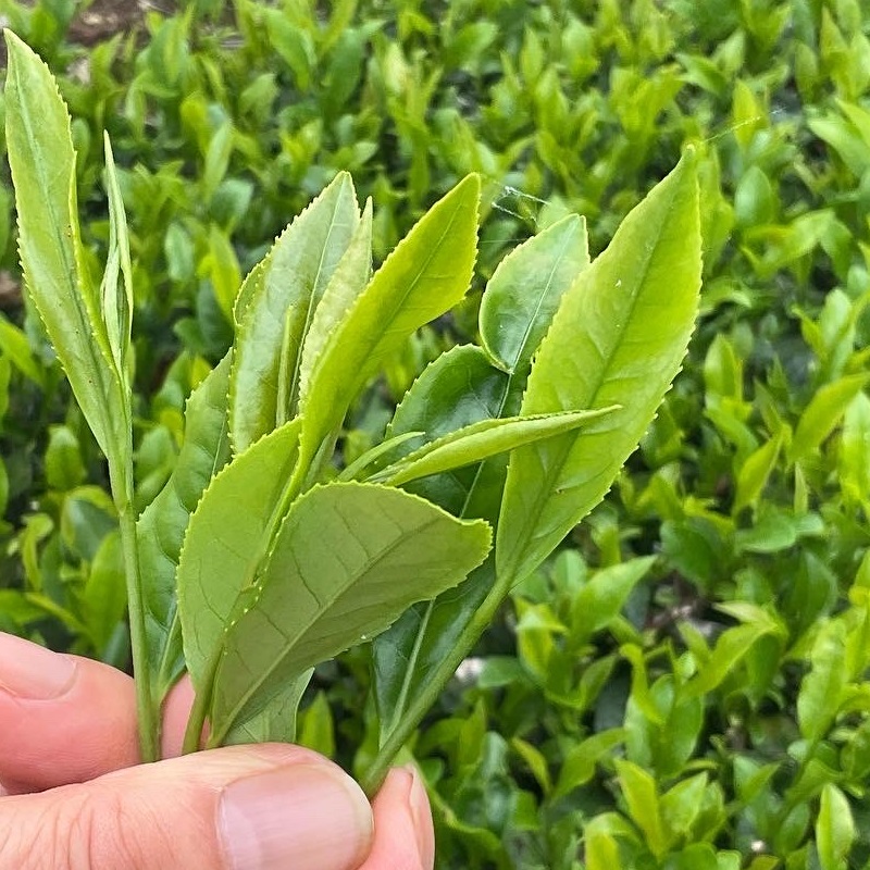 【先行予約】2027年 新茶 煎茶ティーバッグ 6袋 お茶 静岡 プレミアム 高級 上品 ティーバック ティーパック 濃旨 緑茶 深蒸し茶 深蒸し 茶 水出し緑茶 水出し 静岡茶 日本茶 飲料 飲み物