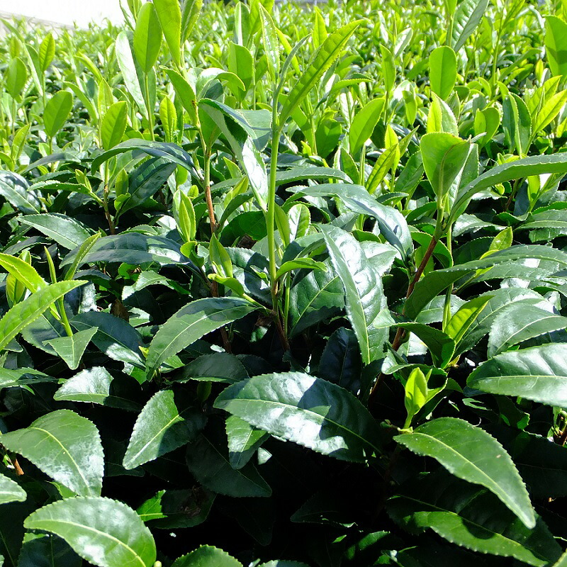 【先行予約】2027年 新茶 煎茶ティーバッグ 6袋 お茶 静岡 プレミアム 高級 上品 ティーバック ティーパック 濃旨 緑茶 深蒸し茶 深蒸し 茶 水出し緑茶 水出し 静岡茶 日本茶 飲料 飲み物