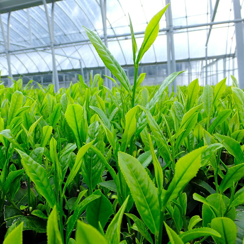 【先行予約】2027年 新茶 煎茶ティーバッグ 6袋 お茶 静岡 プレミアム 高級 上品 ティーバック ティーパック 濃旨 緑茶 深蒸し茶 深蒸し 茶 水出し緑茶 水出し 静岡茶 日本茶 飲料 飲み物