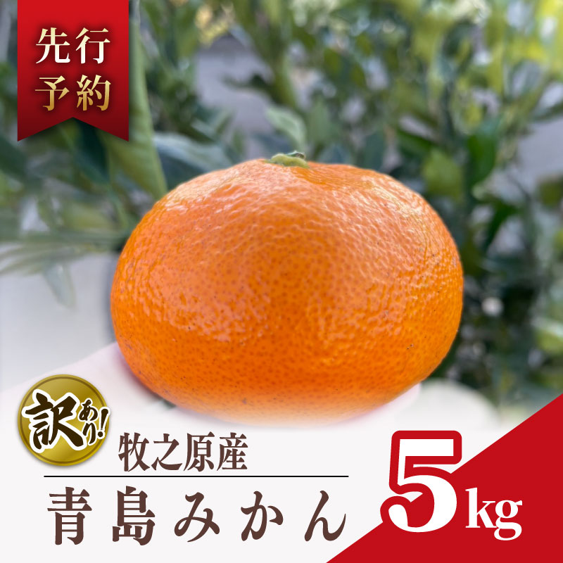 【数量限定】訳あり みかん 青島 みかん 約 5kg 先行予約 2026年 12月 下旬 から 発送 期間限定 青島みかん あおしまみかん アオシマ ミカン 蜜柑 mikan 柑橘 果物 フルーツ 牧之原市 minorien