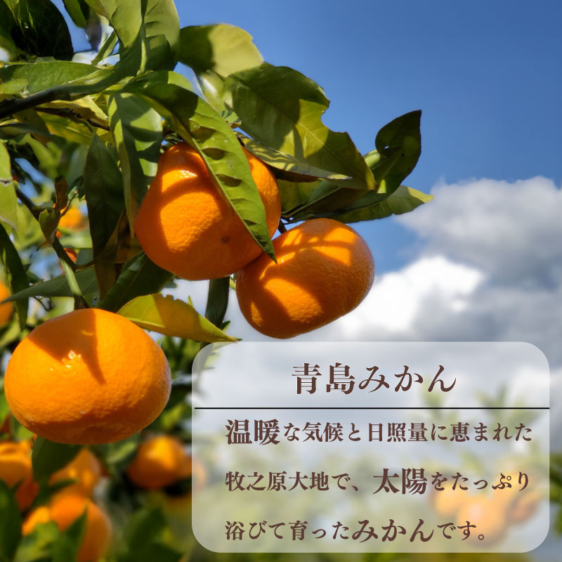 【数量限定】訳あり みかん 青島 みかん 約 5kg 先行予約 2026年 12月 下旬 から 発送 期間限定 青島みかん あおしまみかん アオシマ ミカン 蜜柑 mikan 柑橘 果物 フルーツ 牧之原市 minorien