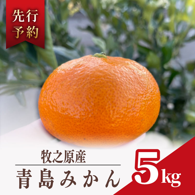 【数量限定】みかん 青島 みかん 約 5kg 先行予約 2026年 12月 下旬 から 発送 青島みかん あおしまみかん アオシマ ミカン 蜜柑 mikan 柑橘 果物 フルーツ ふるーつ minorien 牧之原市