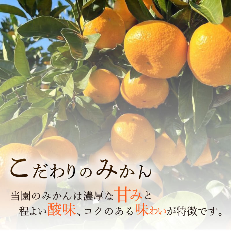 【数量限定】みかん 青島 みかん 約 10 kg 先行予約 2026年 12月 中旬 から 発送 青島みかん あおしまみかん アオシマ ミカン 蜜柑 mikan 柑橘 果物 フルーツ マルセ縄巻農園 牧之原市