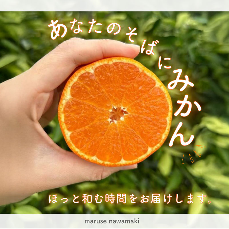 【数量限定】みかん 青島 みかん 約 10 kg 先行予約 2026年 12月 中旬 から 発送 青島みかん あおしまみかん アオシマ ミカン 蜜柑 mikan 柑橘 果物 フルーツ マルセ縄巻農園 牧之原市