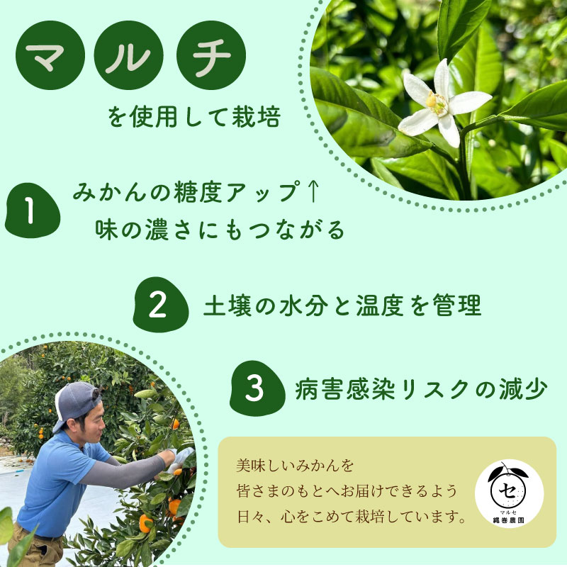 【数量限定】みかん 青島 みかん 約 10 kg 先行予約 2026年 12月 中旬 から 発送 青島みかん あおしまみかん アオシマ ミカン 蜜柑 mikan 柑橘 果物 フルーツ マルセ縄巻農園 牧之原市