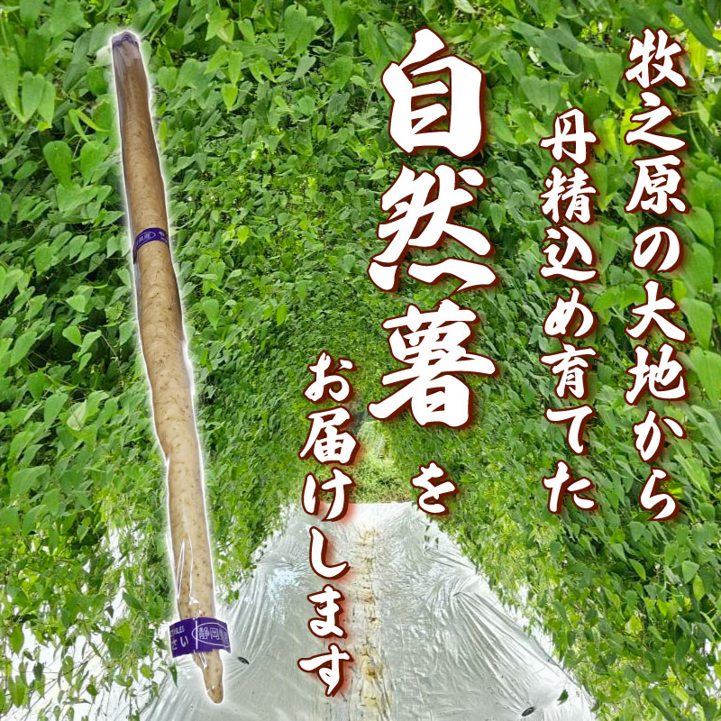 【 予約受付 】自然薯 500g 1本 じねんじょ 山芋 ヤマイモ 山いも とろろ とろろ汁 国産 滋養強壮 強壮 とろろご飯 ご飯のお供  栄養 美味しい おいしい 自宅用 家庭用 贈答用 やまあい農園