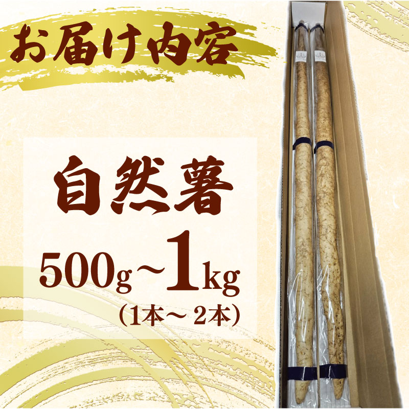 【 予約受付 】自然薯 500g 1本 じねんじょ 山芋 ヤマイモ 山いも とろろ とろろ汁 国産 滋養強壮 強壮 とろろご飯 ご飯のお供  栄養 美味しい おいしい 自宅用 家庭用 贈答用 やまあい農園