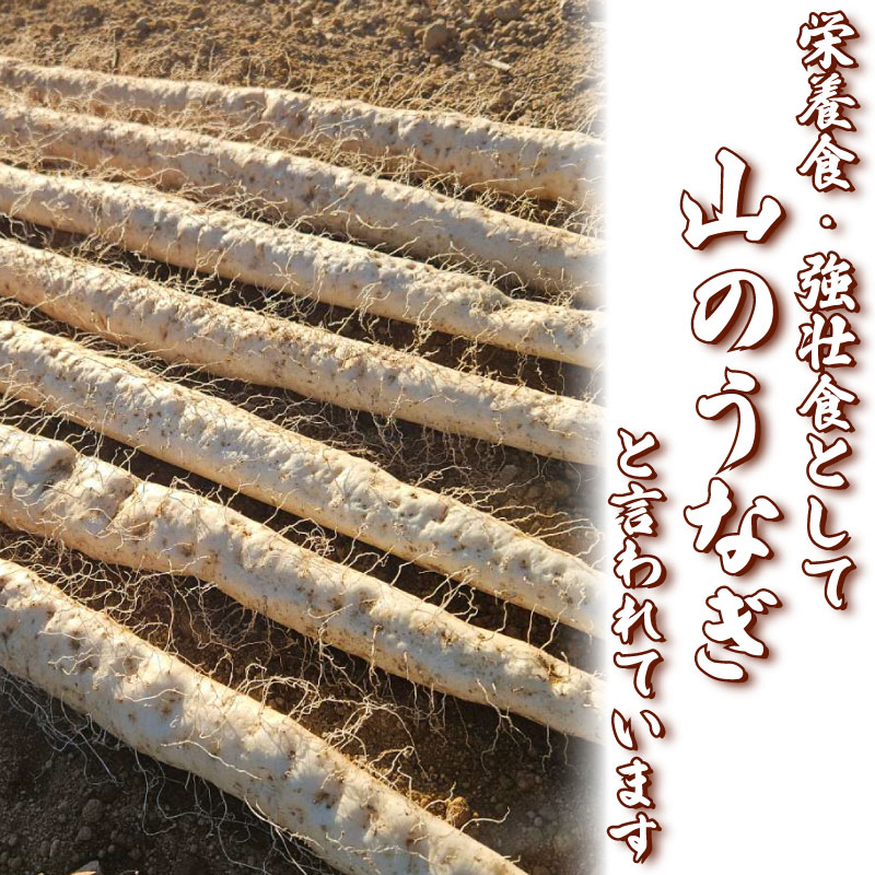 【 2026年度予約受付 】500g 自然薯 真空パック 使い切り パック 便利 じねんじょ 山芋 ヤマイモ 山いも とろろ とろろ汁 とろろご飯 ご飯のお供 美味しい おいしい 自宅用 家庭用 やまあい農園