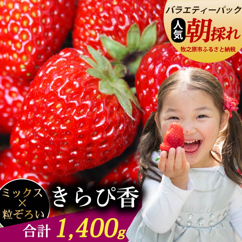 【数量限定】きらぴ香 1400ｇ以上 いちご ゆりかーご 土耕栽培 フルーツ 果物 スイーツ 朝摘み 直送 完熟 ギフト 家庭用 贈答 農家直送 産地直送 国産 森木農園 静岡県 牧之原市 ～土耕栽培だから濃くて甘い!～
