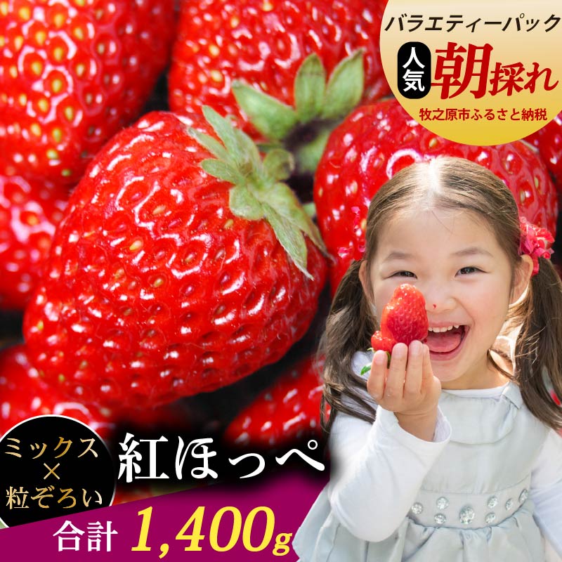 【数量限定】紅ほっぺ 1400g いちご 素入れ ゆりかーご 土耕栽培 フルーツ 果物 スイーツ 朝摘み 直送 完熟 ギフト 家庭用 贈答 農家直送 産地直送 国産 森木農園 静岡県 牧之原市 ～土耕栽培だから濃くて甘い!～